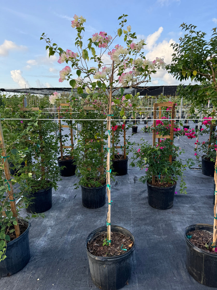 A potted Bougainvillea tree featuring delicate white and light pink blooms standing in an outdoor plant nursery.