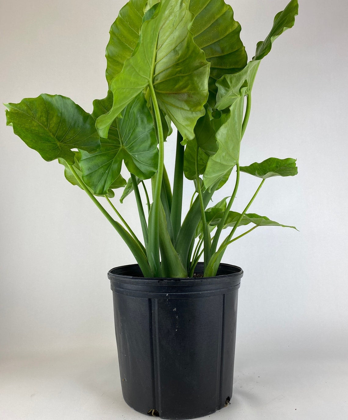 Alocasia California Odora, Elephant Ears