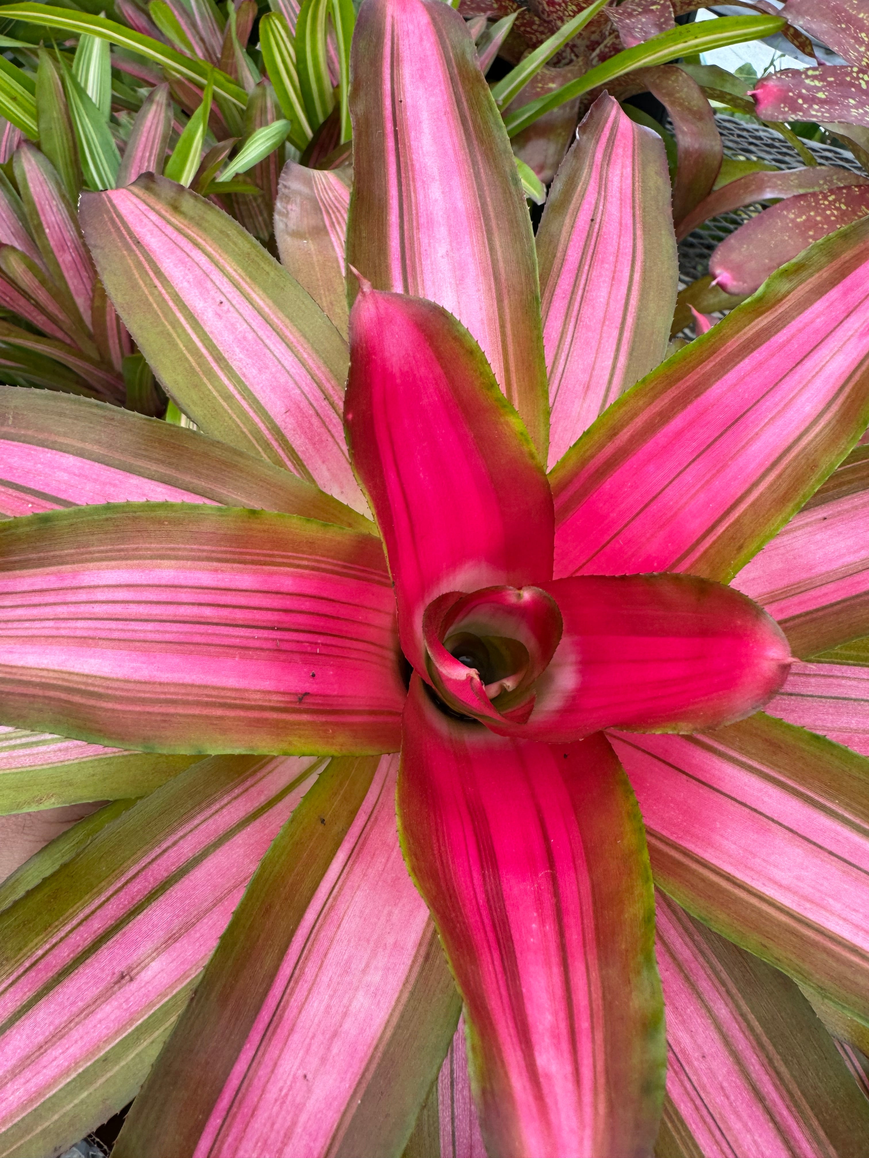 Bromeliad, Neoregelia Tricolor