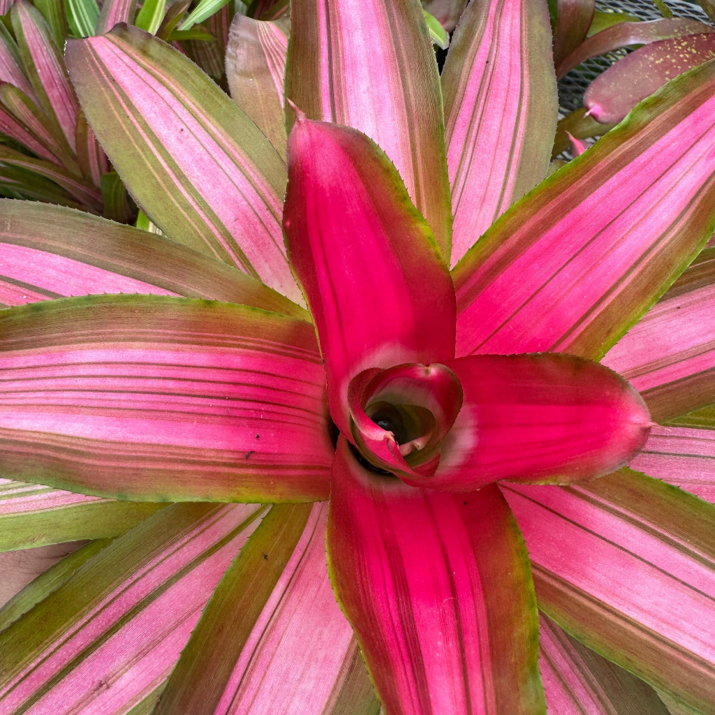 Bromeliad Neoregelia Tricolor, Impressive Hues of Green, Cream and Pink