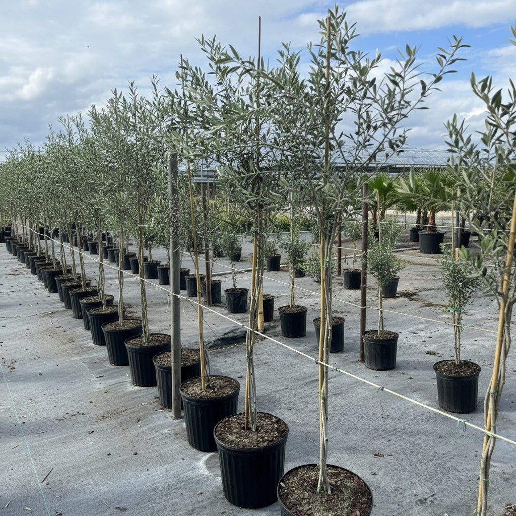 Large Braided Olive Tree Olea Europaea Potted tree in nursery 5gal Row of potted trees