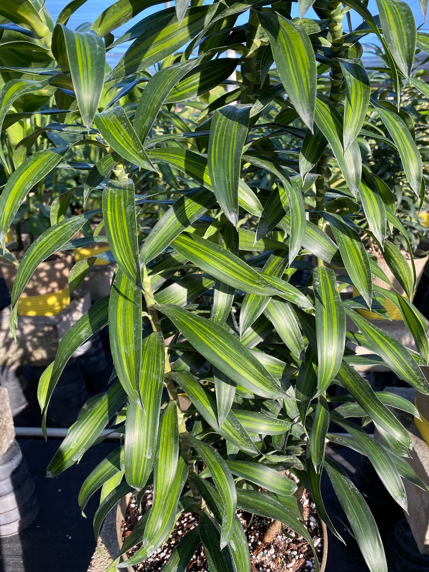 Dracaena Song of Jamaica, Dracaena Reflexa