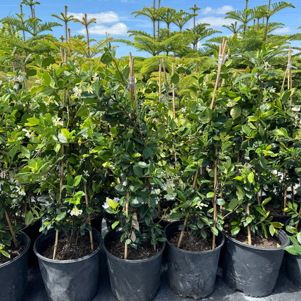 multiple Jasmine Confederate, Vining Plant in Trellis