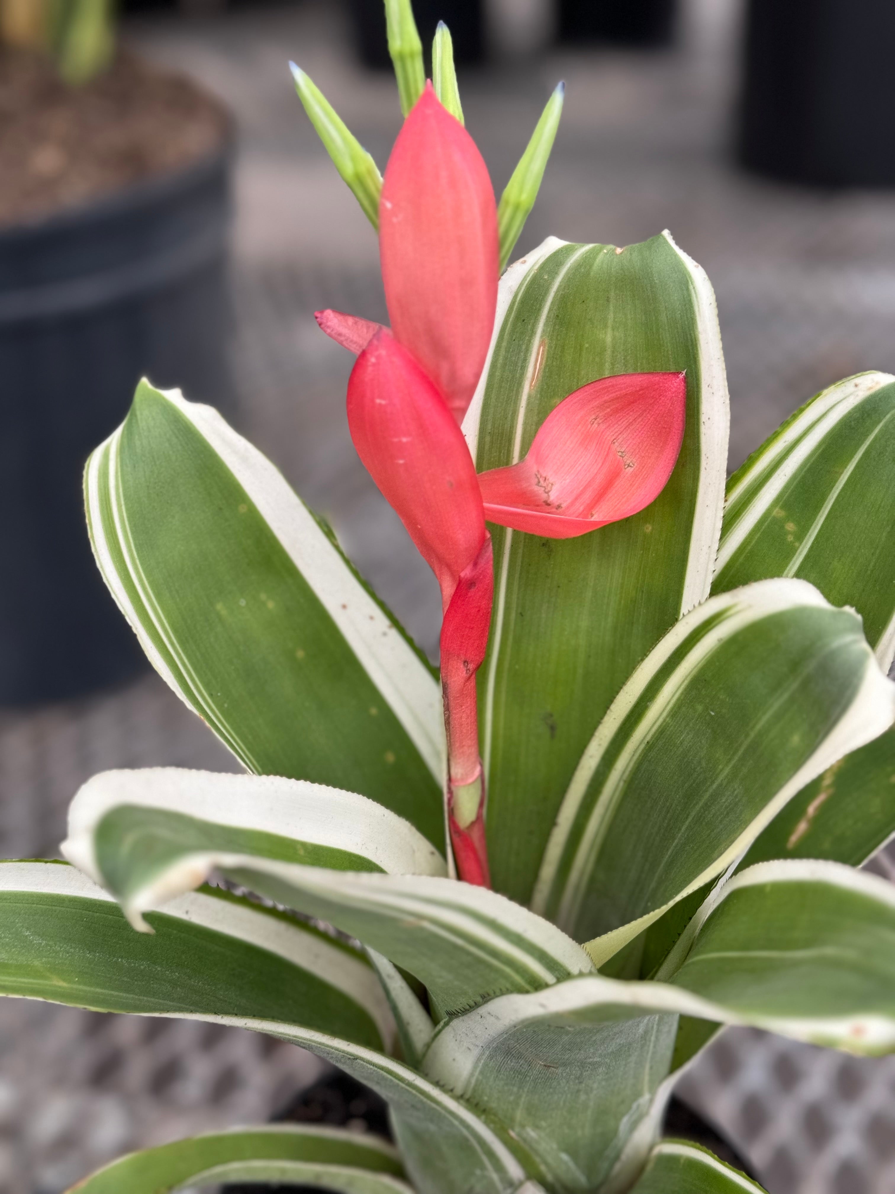 Bromeliad, Aechmea Green white edges