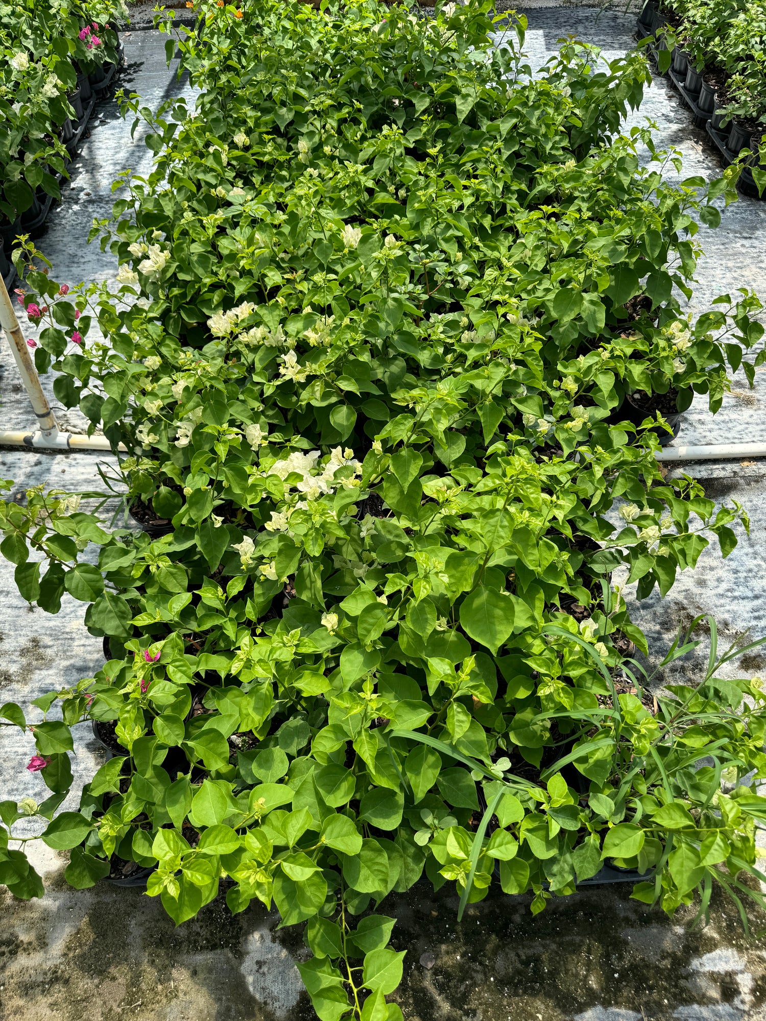 Bougainvillea White Flower Bush Form, Flowering Tree