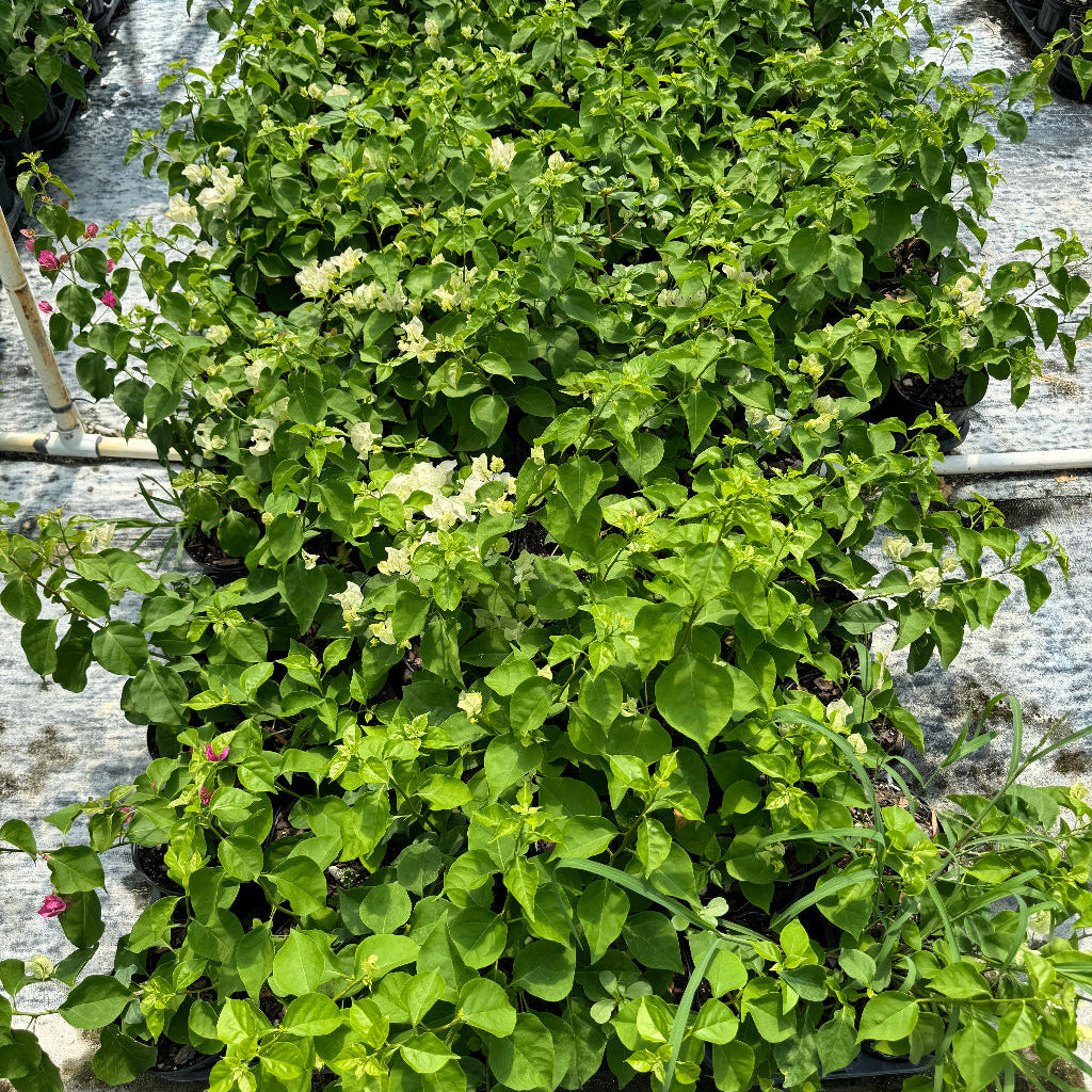 Bougainvillea White Flower Bush Form, &