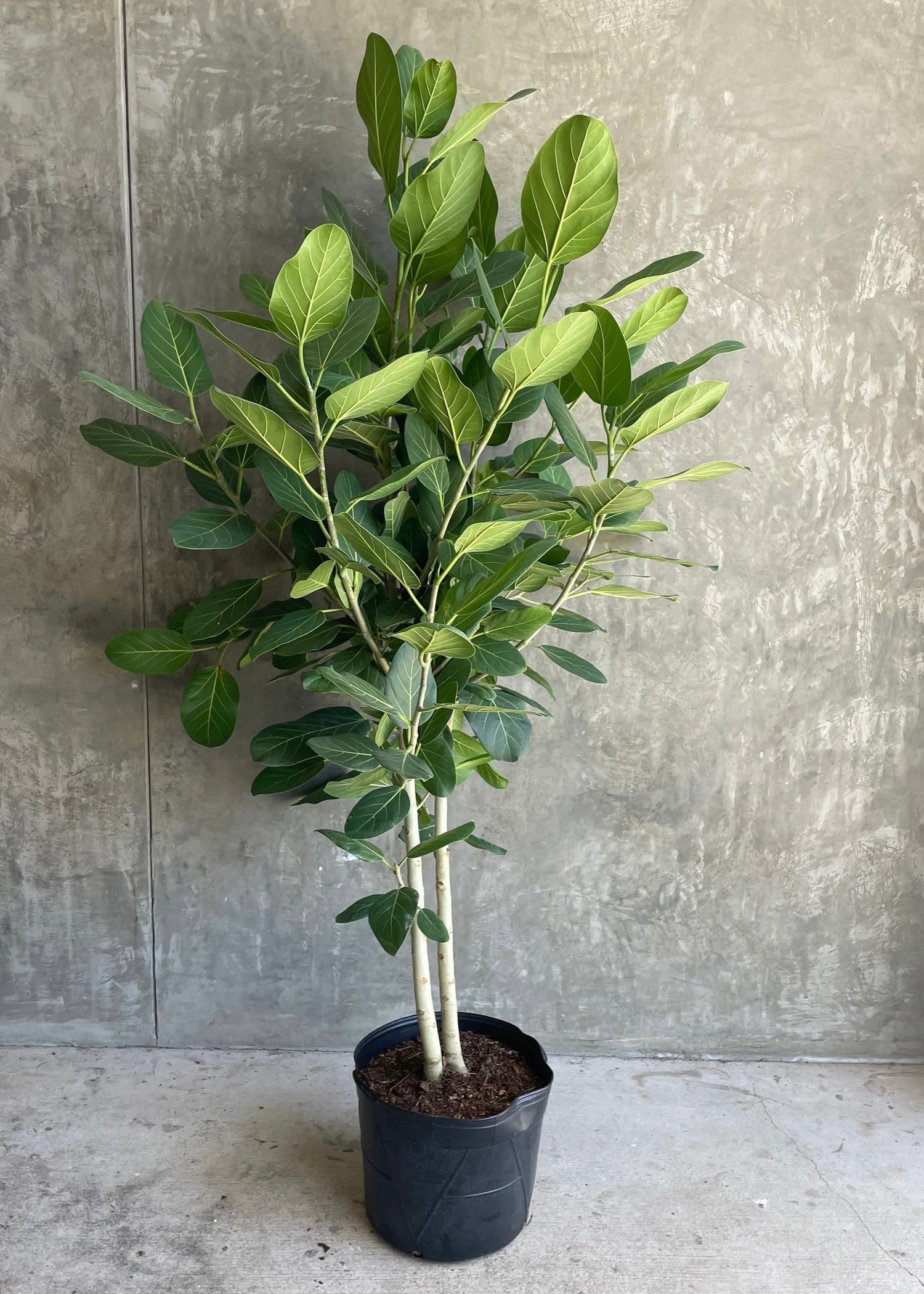Ficus Banyan Tree Form Double Stem, Ficus Benghalensisis
