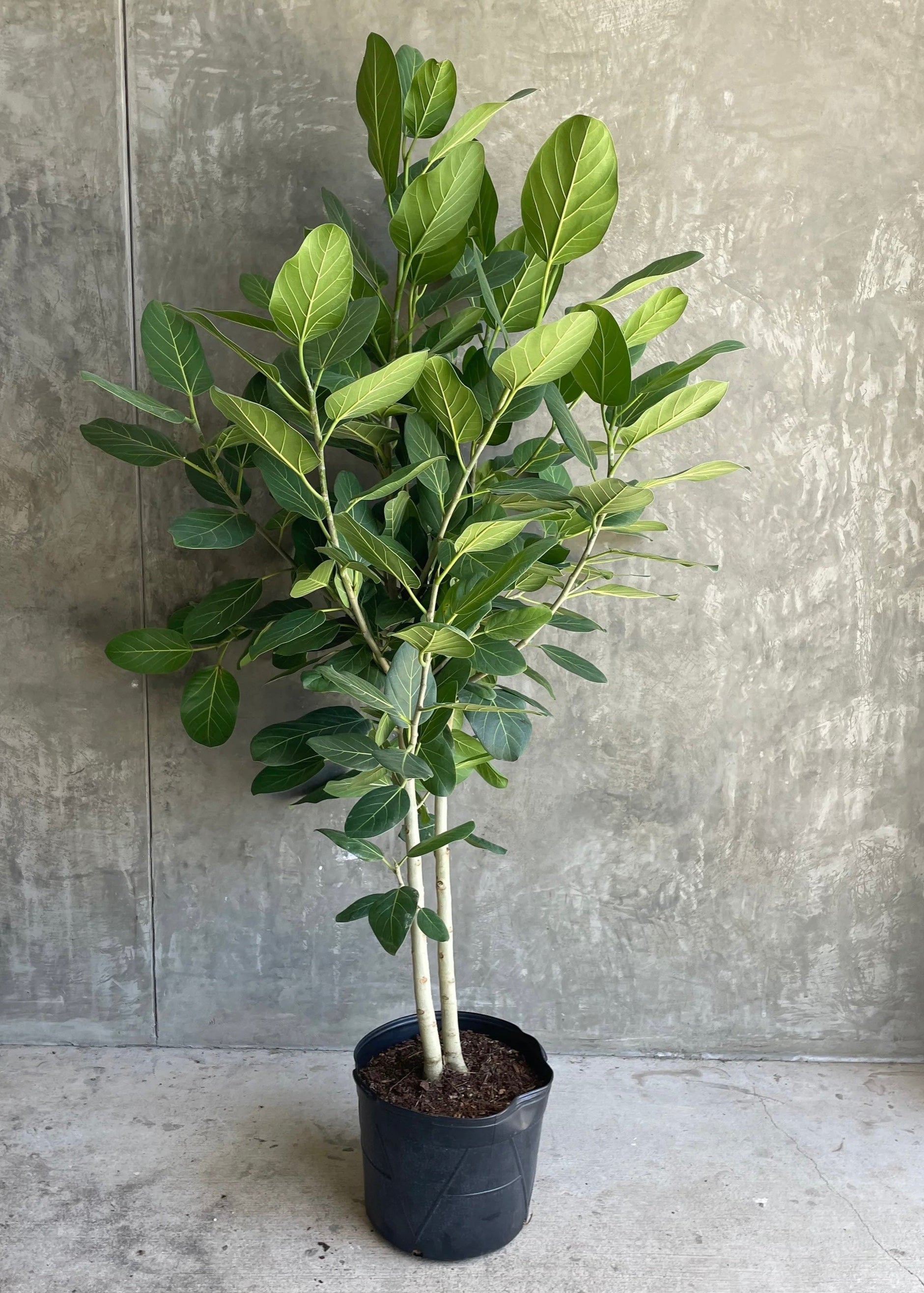 Ficus Banyan Tree Form Double Stem, Ficus Benghalensisis