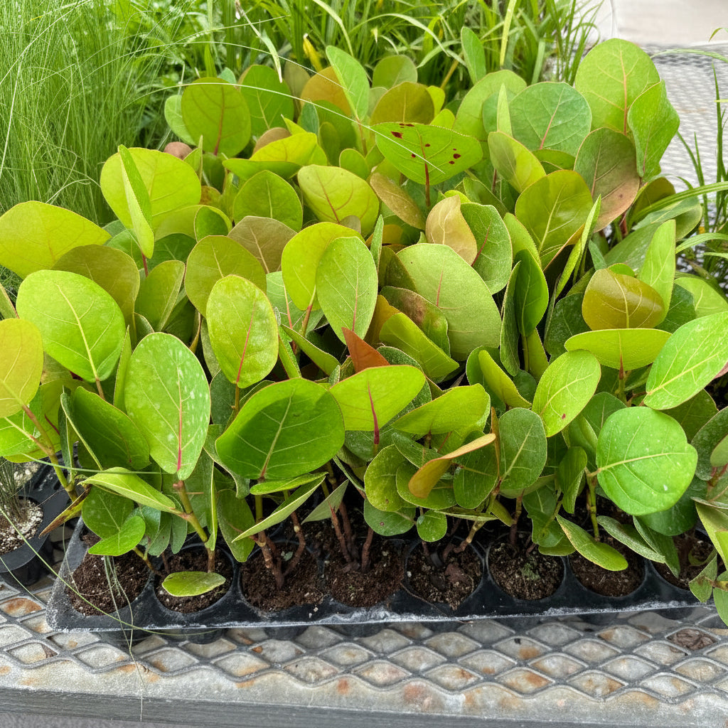 A tray of young green sea grap plants, growing in small black nursery pots on a metal mesh table outdoors.