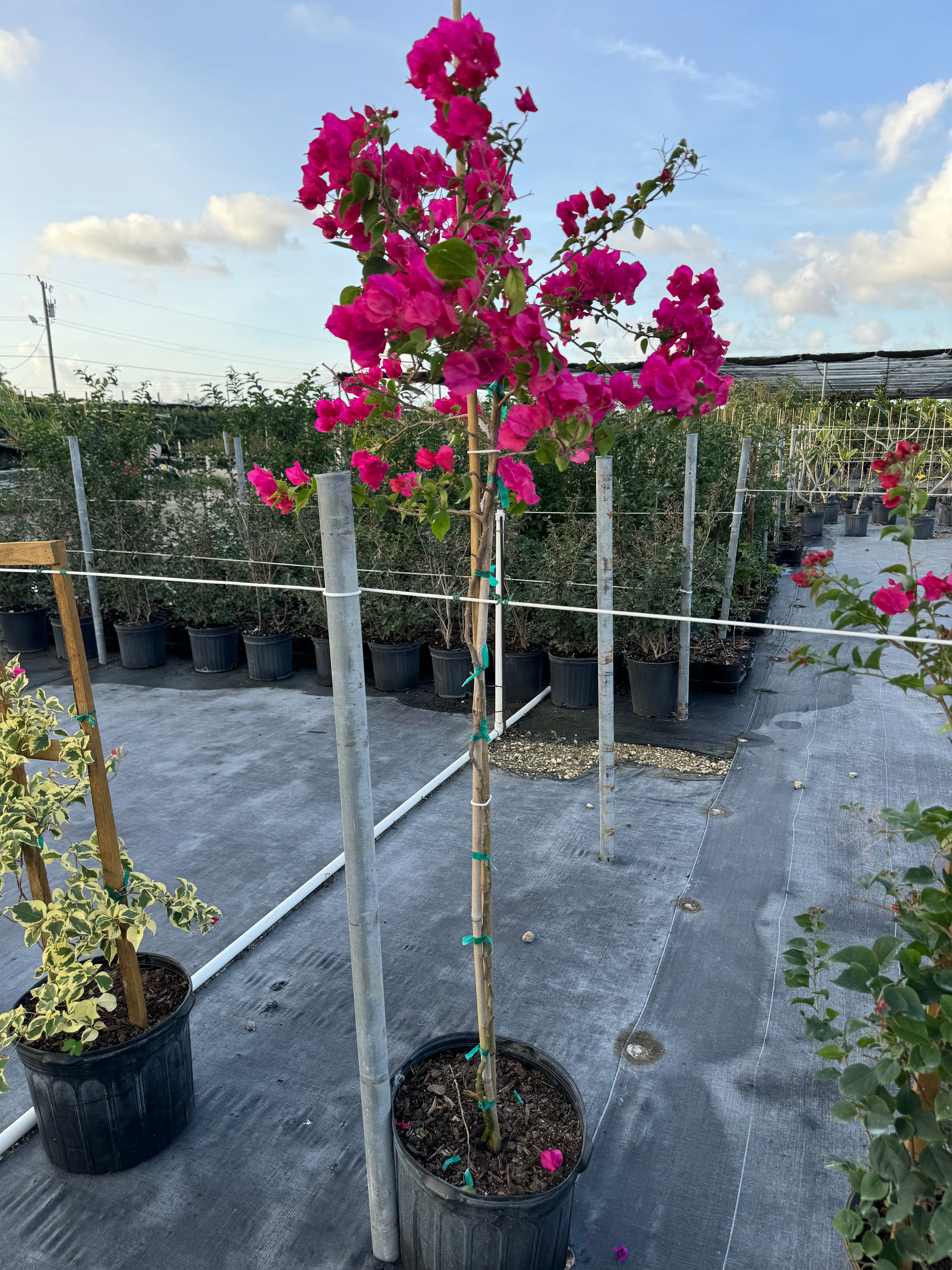 Bougainvillea Red Flower Tree Like Form Single Trunk, Flowering Tree