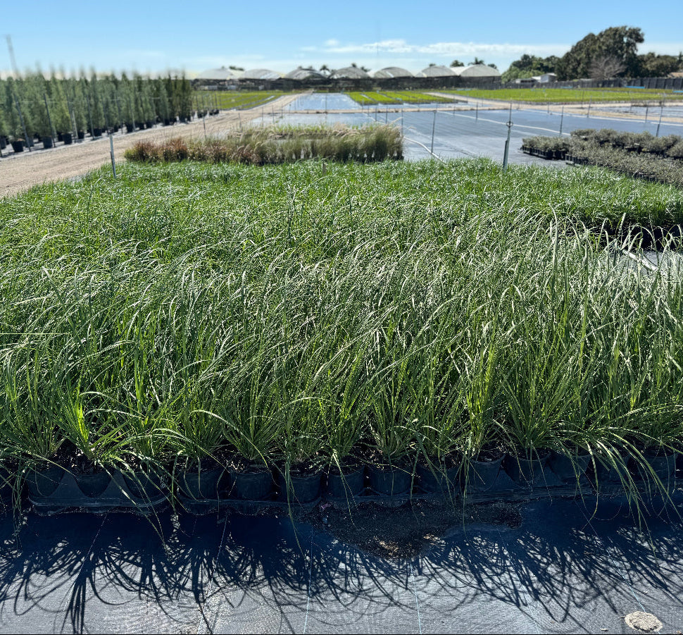 Pink pampas grasses swaying in a nursery setting with greenery in the background