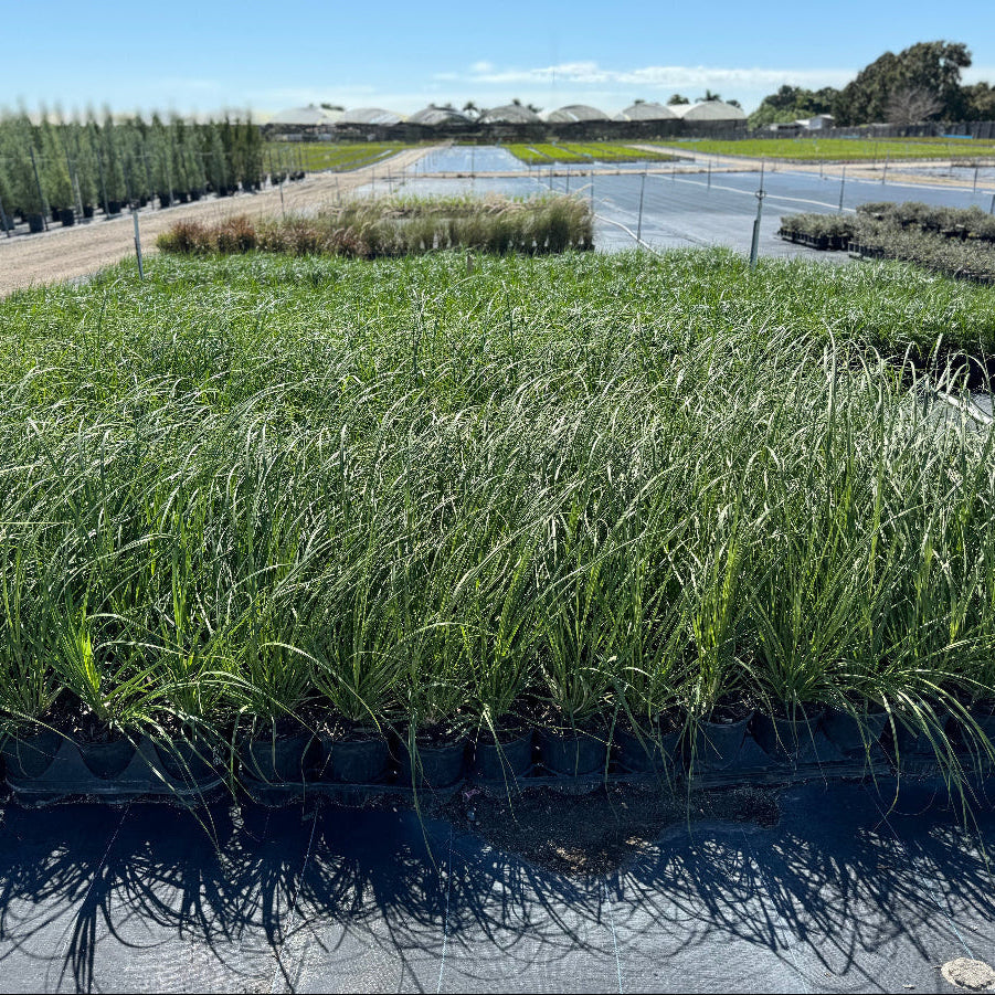 Pink pampas grasses swaying in a nursery setting with greenery in the background