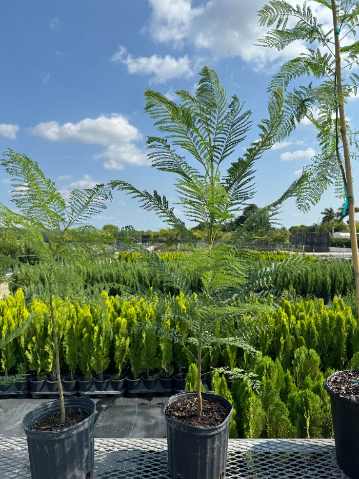 Young Jacaranda Mimosifolia Purple Flowering Tree in a 3 gallon nursery pot featuring lush, fern-like feathery green foliage, standing in an outdoor nursery setting under a bright sky, ideal for growing into a magnificent shade tree and ornamental garden focal point.