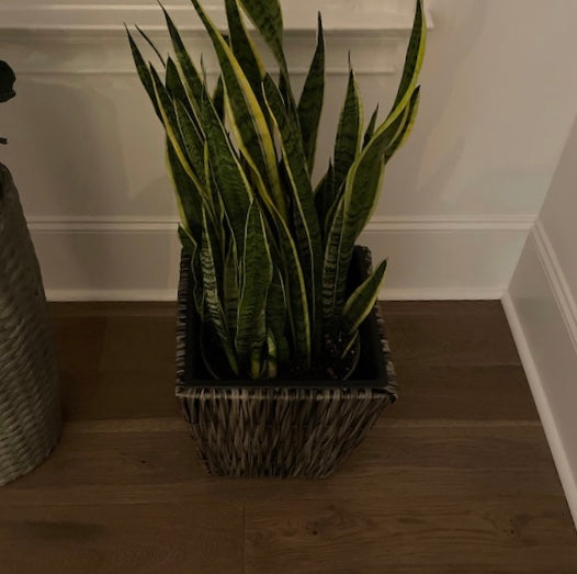 Sansevieria Laurentii, Snake Plants