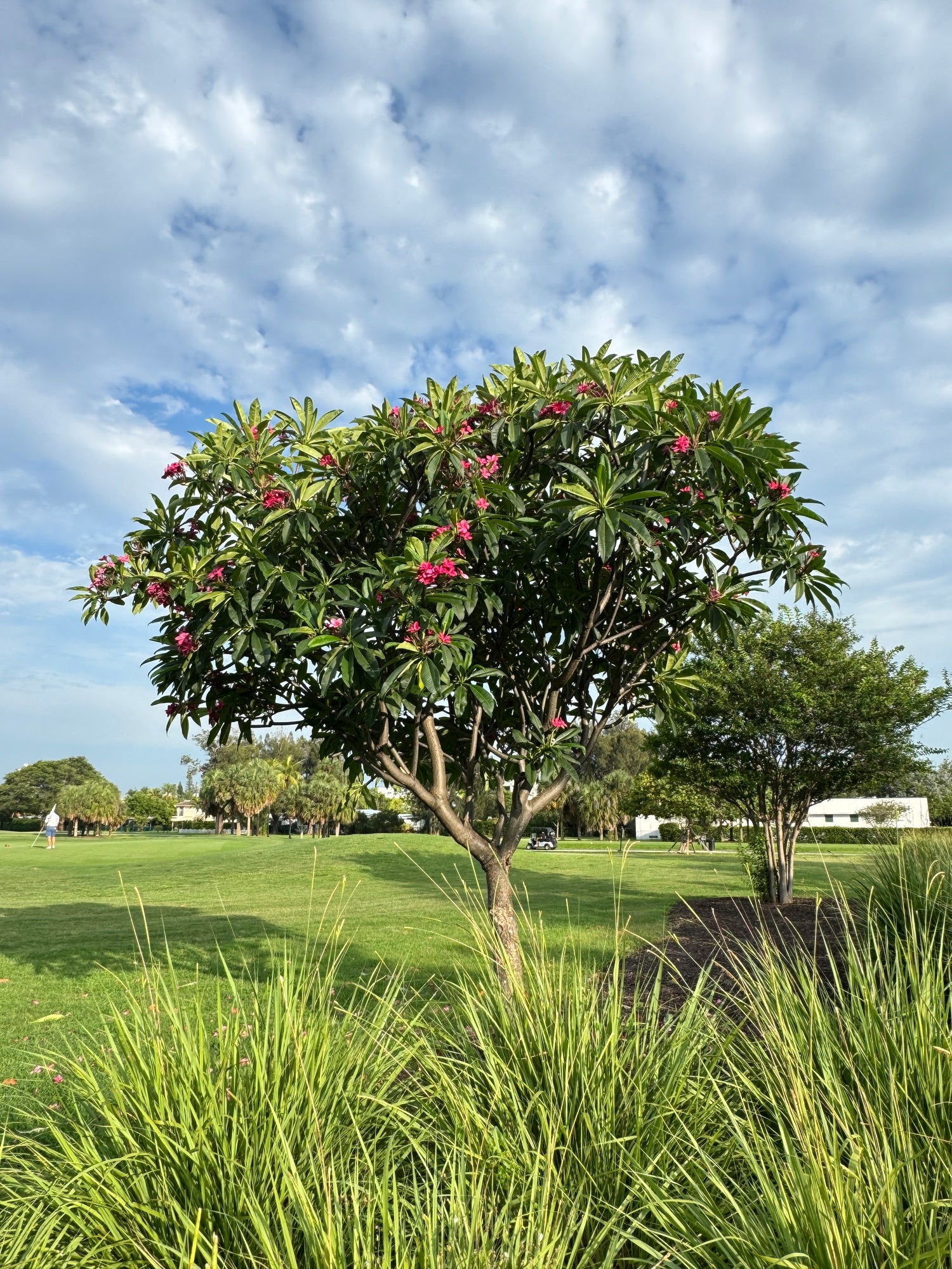Plumeria Rubra Red Orchid Flowering Tree
