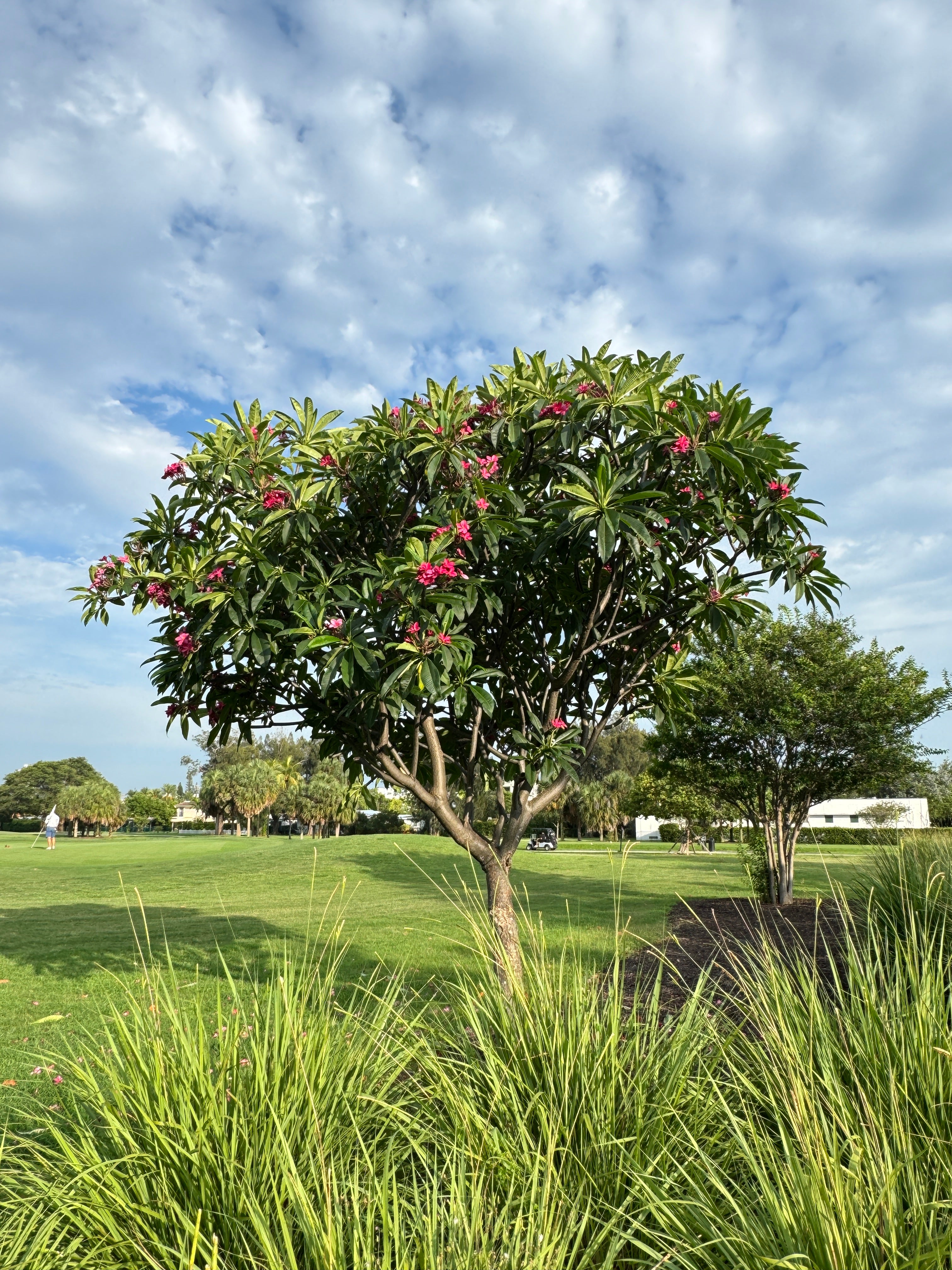 Plumeria Rubra Red Orchid Flowering Tree