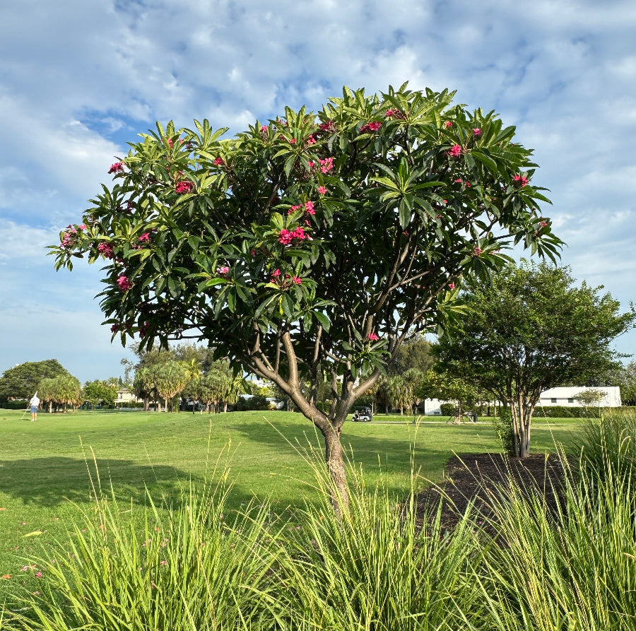 Mature Plumeria Rubra Pink Orchid Flowering Tree with sculptural branching structure and abundant pink orchid blooms, showing full grown landscape appearance ideal for resort style gardens.