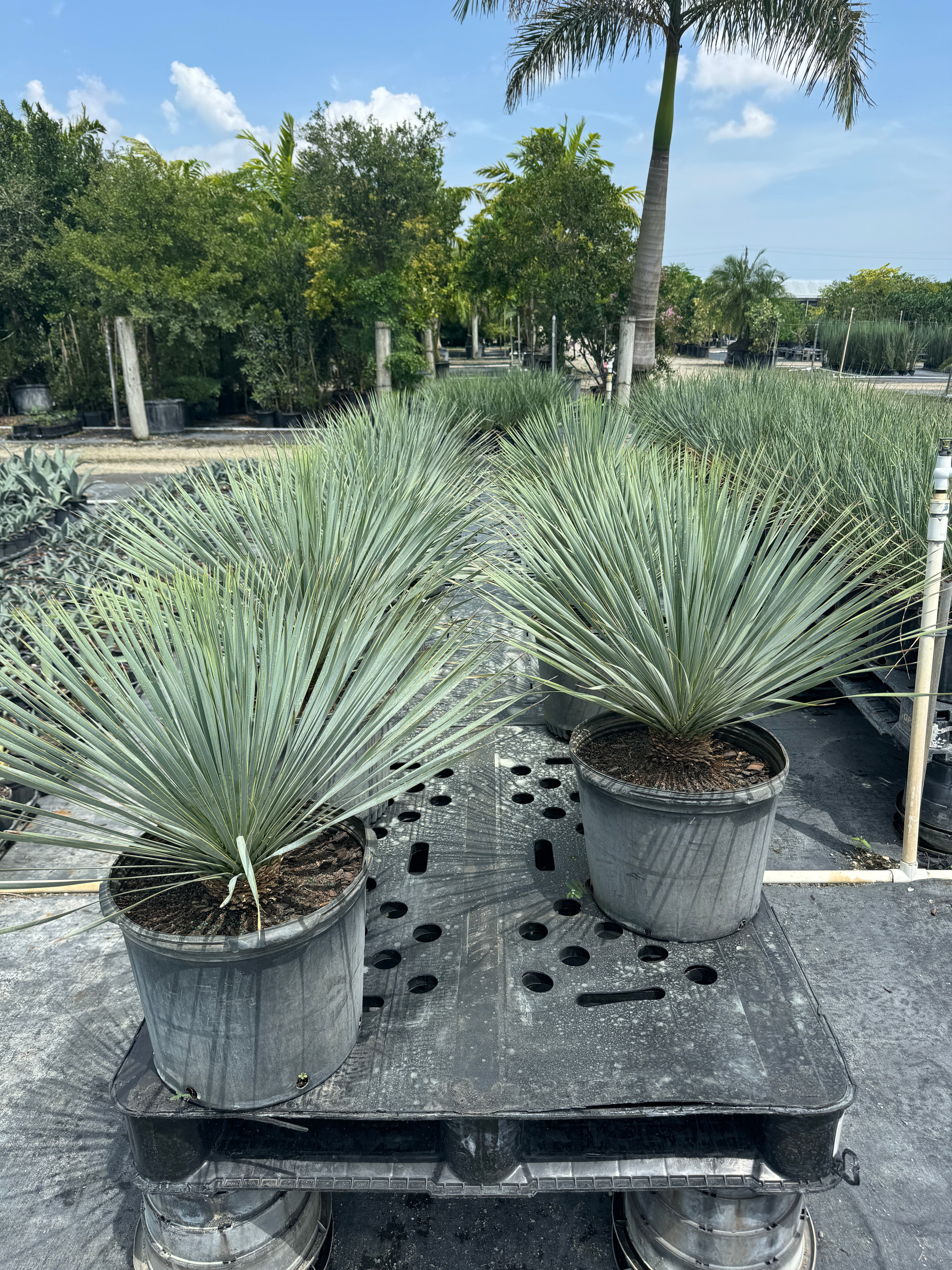 Yucca Rostrata Beaked Yucca, Desert Jewel Palm