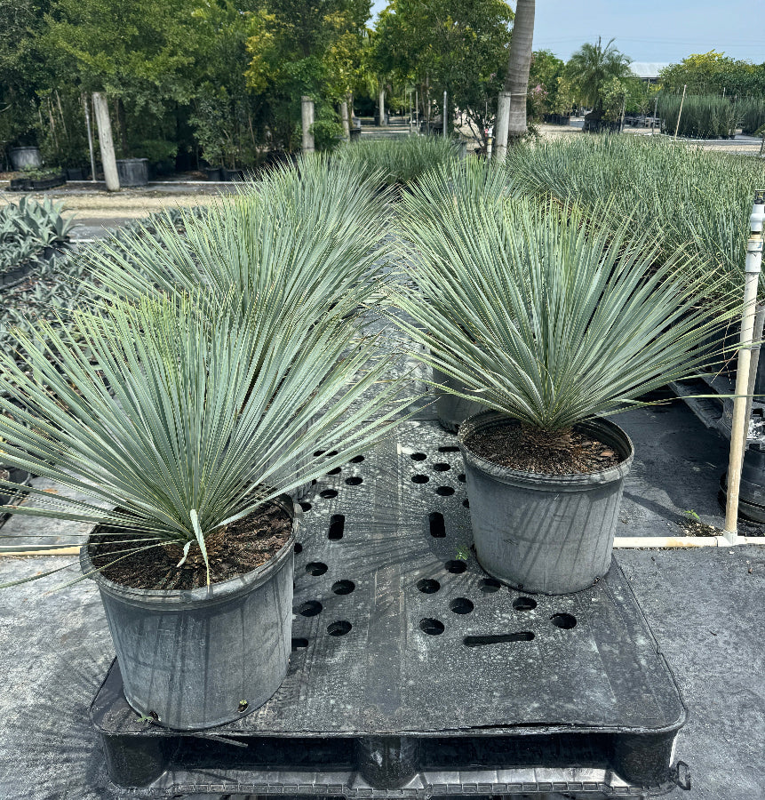 Beaked Yucca rostrata with its distinct spherical canopy of blue-green leaves, in rows at nursery