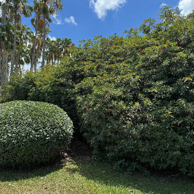 Shrubs firebush and green island ficus