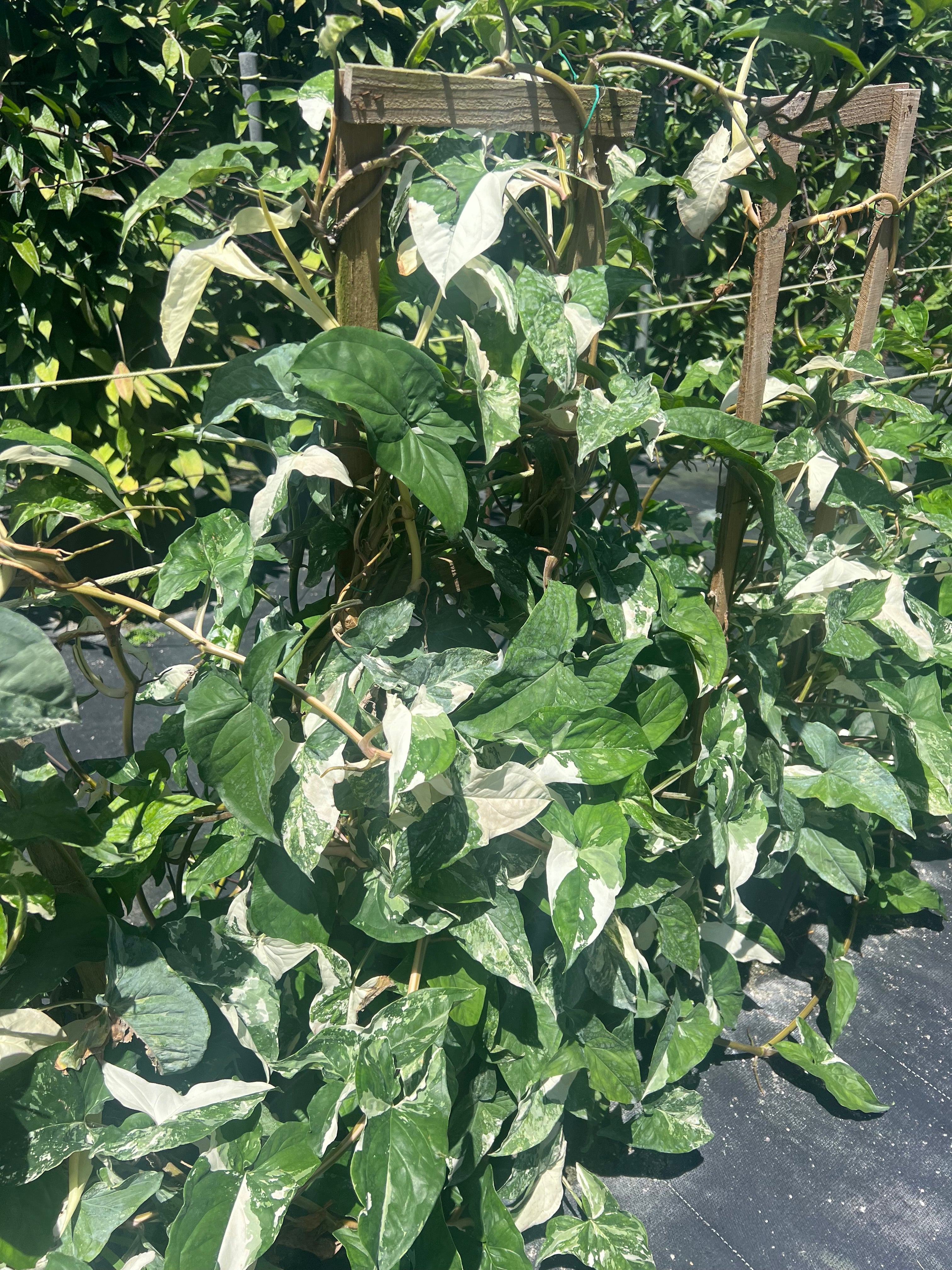 Pothos Albo Variegated in Trellis