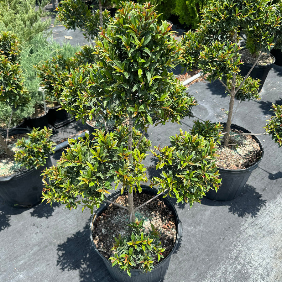 Large Topiary Eugenia Pom Pom Cosmic Egg Shape nursery Pot 5gal with various shaped bushes