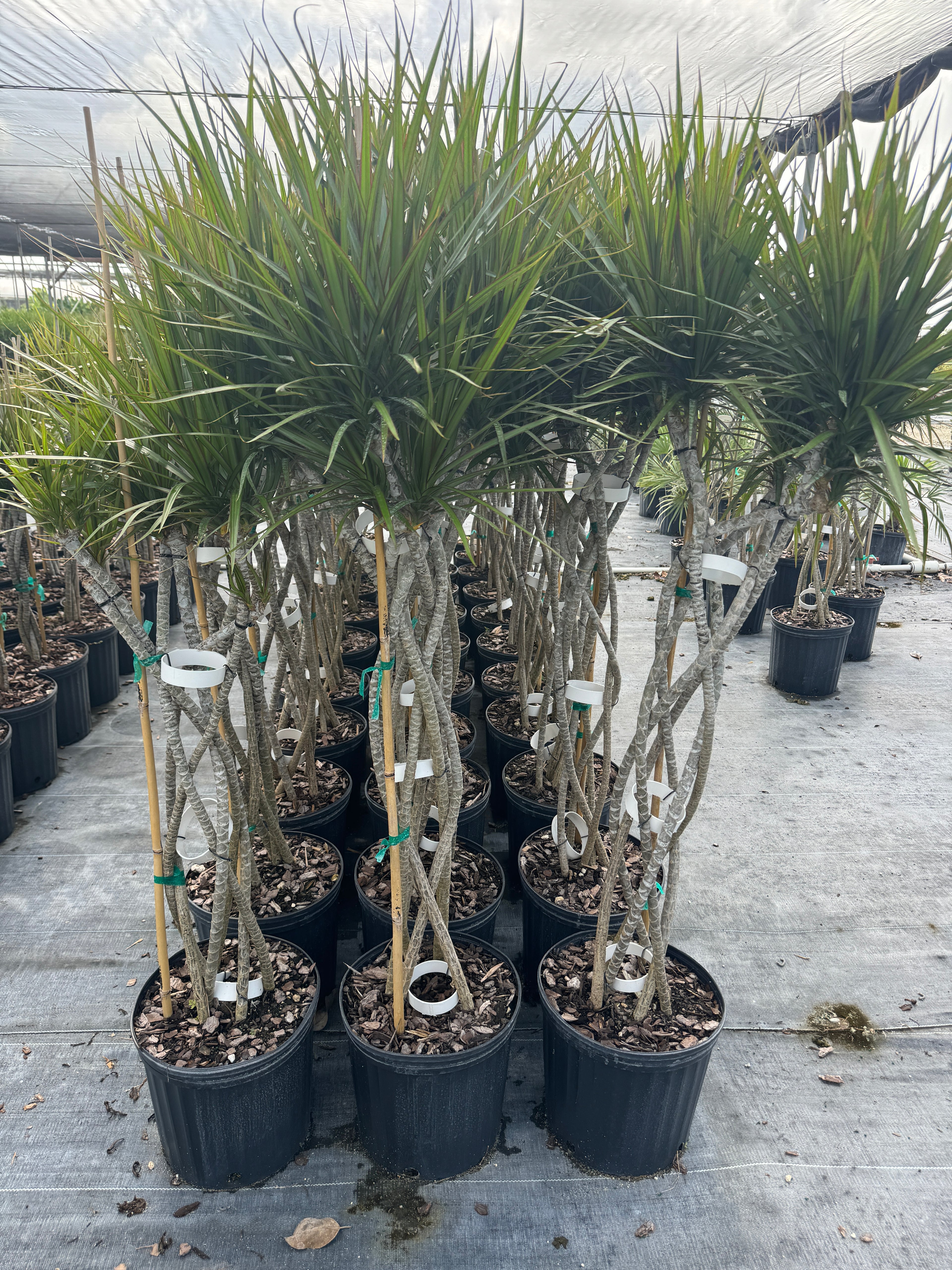 Dracaena Open Braided Bicolor, Dragon Tree Open Braid Trunk