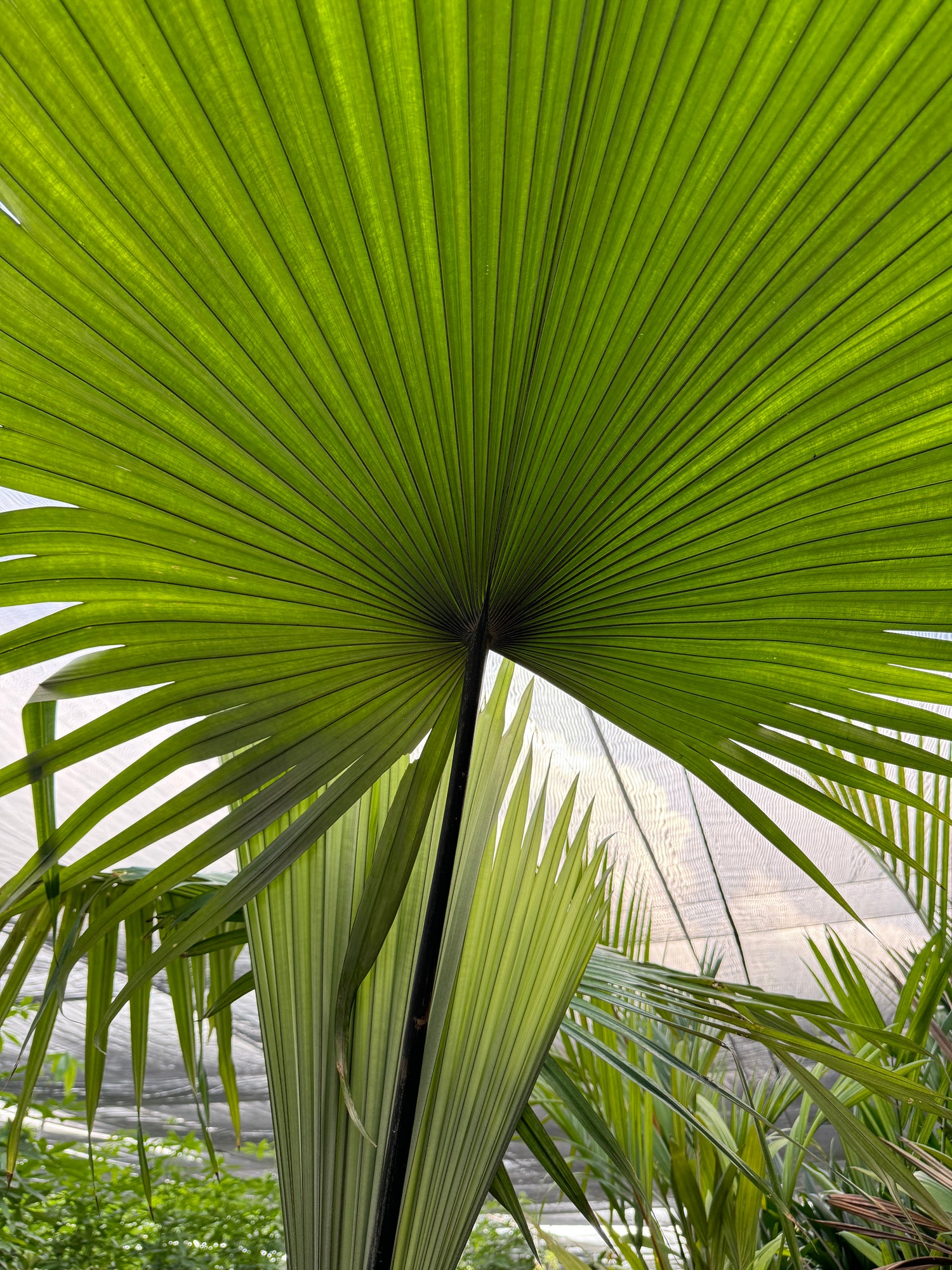 Kerriodoxa Elegans Palm Tree, Rare and Exotic
