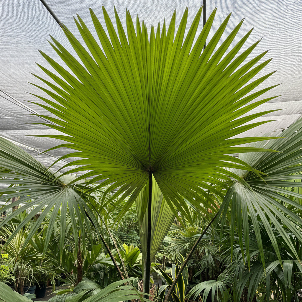 Detailed view of a vibrant green Roundleaf Fan Palm leaf, showcasing its distinct circular pleats and ribbed texture.