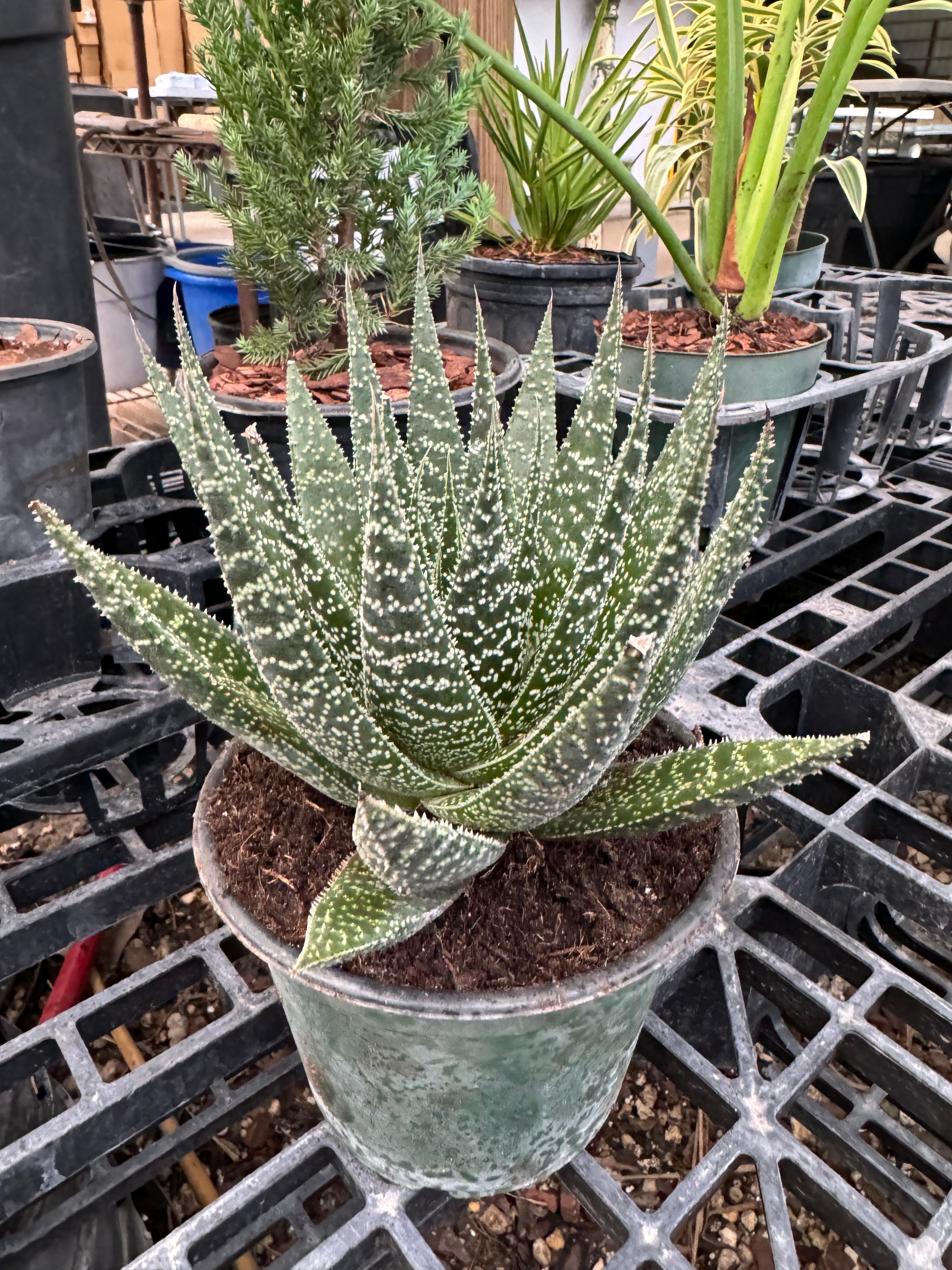 Aloe, Lace Aloe Aristaloe Aristata, Torch Plant, Bearded Aloe Succulent