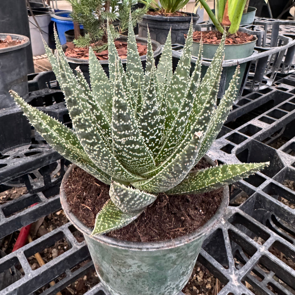 Aloe, Lace Aloe Aristaloe Aristata, Torch Plant, Bearded Aloe Succulent in a green 6in pot