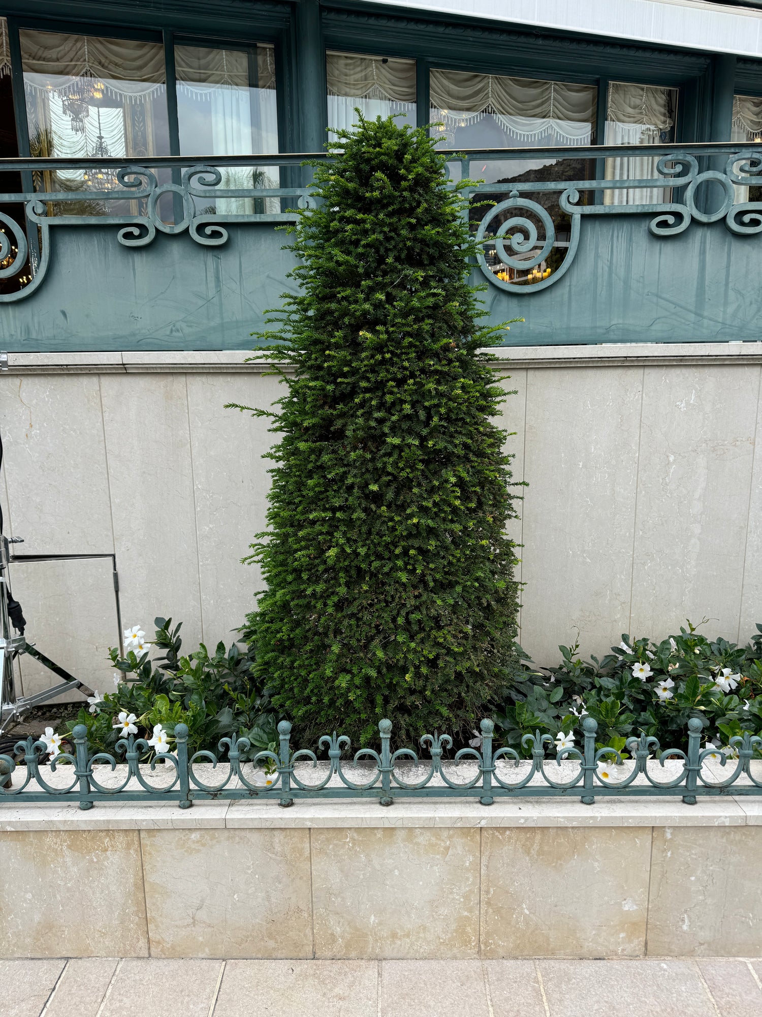 Topiary Eugenia Cone, Pyramid Tree
