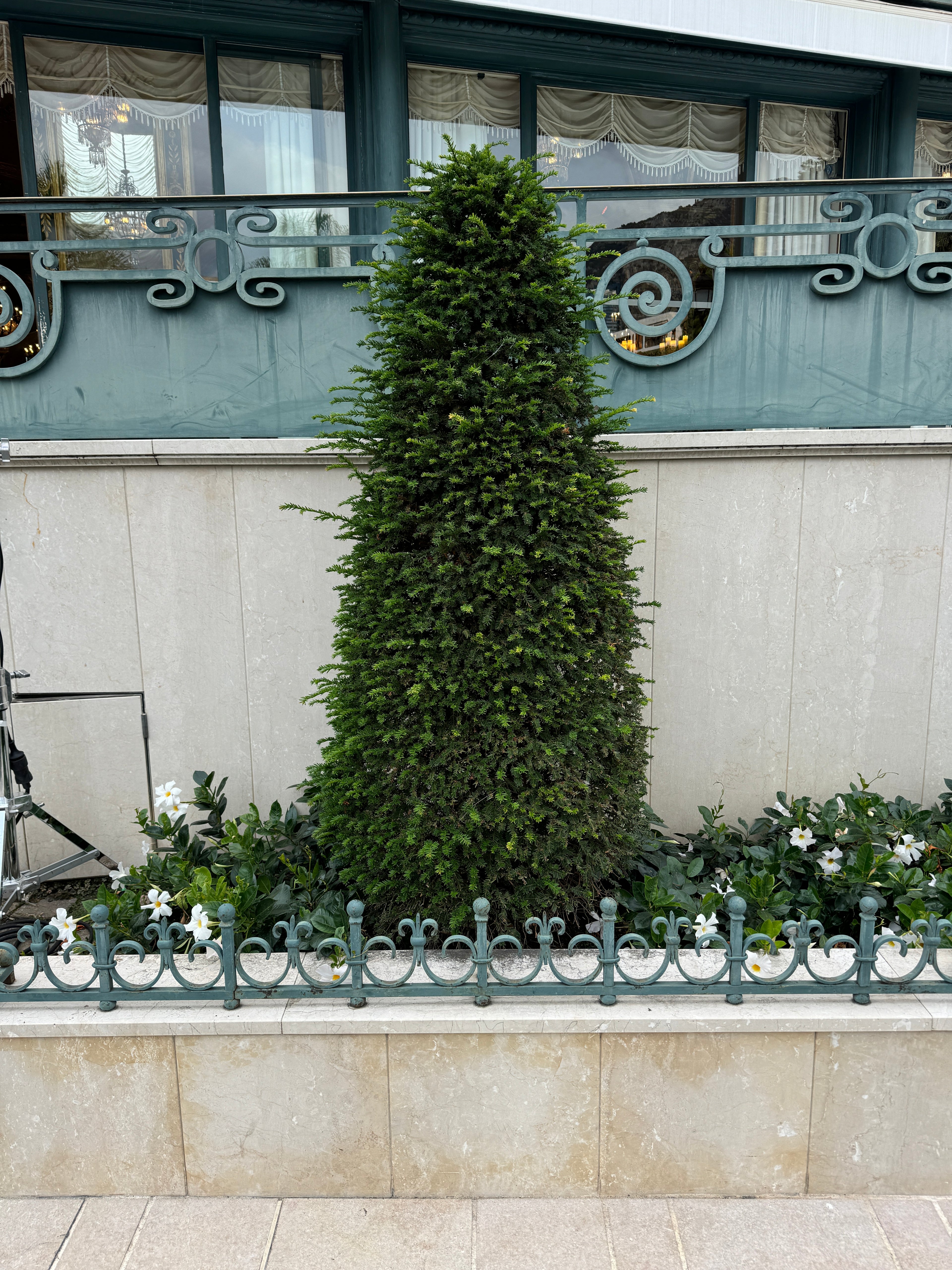 Topiary Eugenia Cone, Pyramid Tree