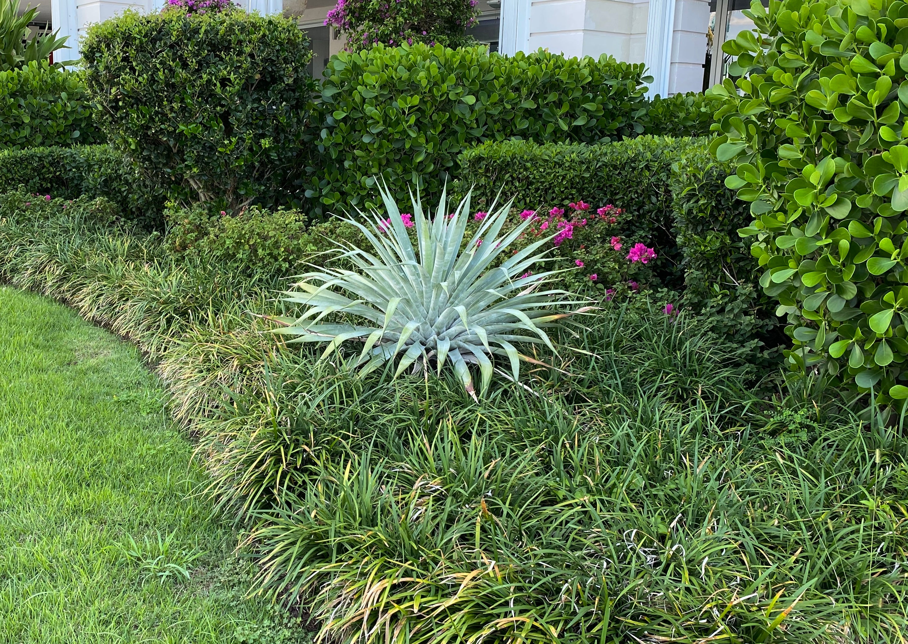 Bromeliad Odorata Alcantarea