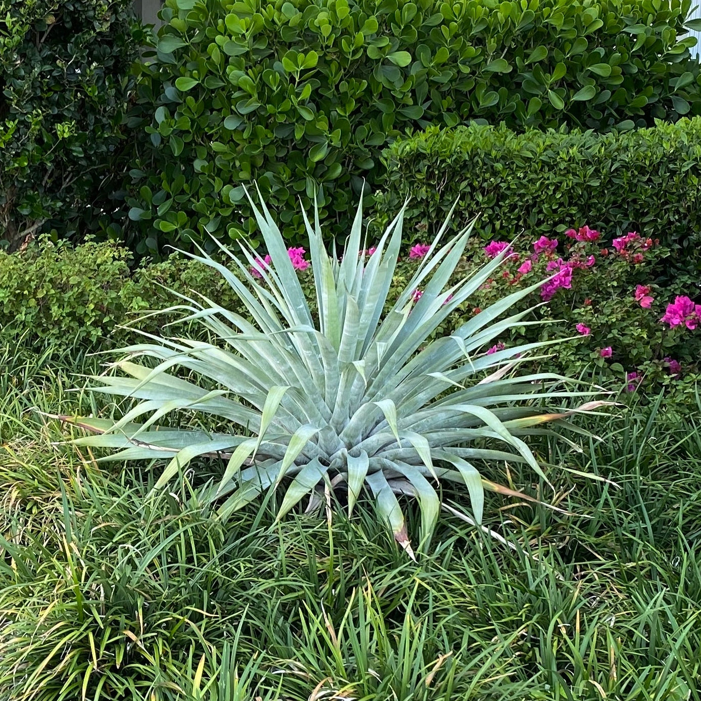 A Bromeliad Alcantarea Odorata plant with elongated, spineless, silver foliage, situated in a garden setting with other plants in the background.