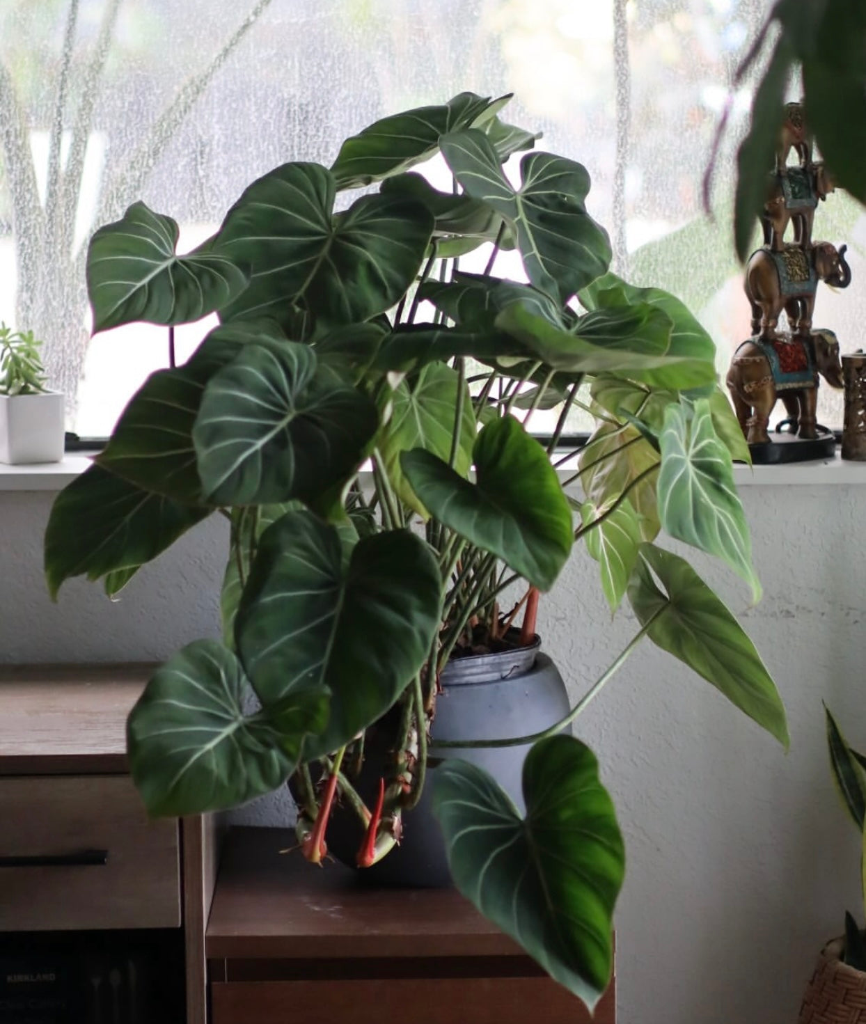 Philodendron Gloriosum