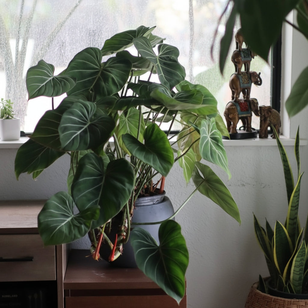 Mature Philodendron Gloriosum in a Grey Deco Pot