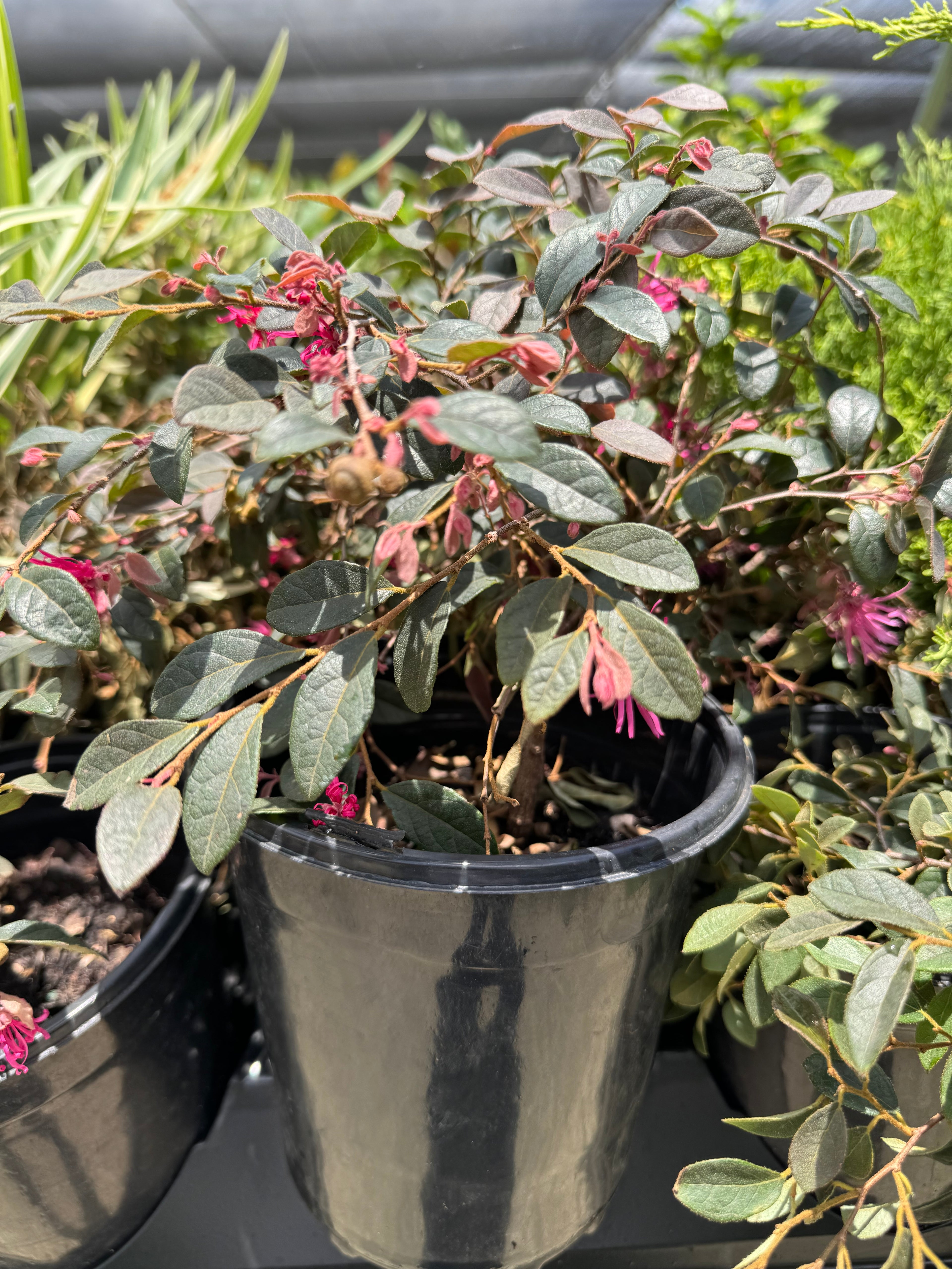 close view of Loropetalum Carolina Midnight Chinense