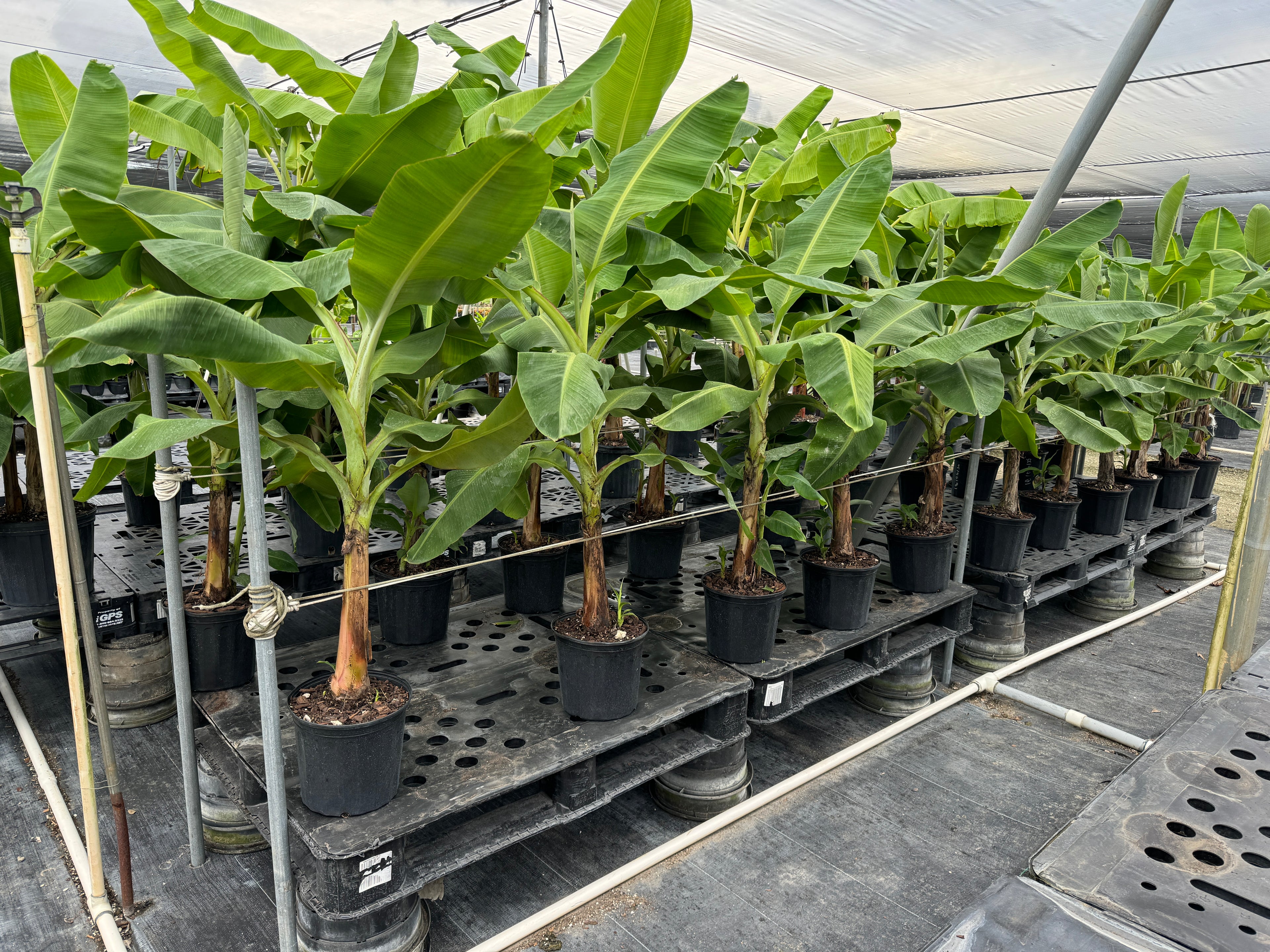 Grand Nain Musa Banana Fruit Tree
