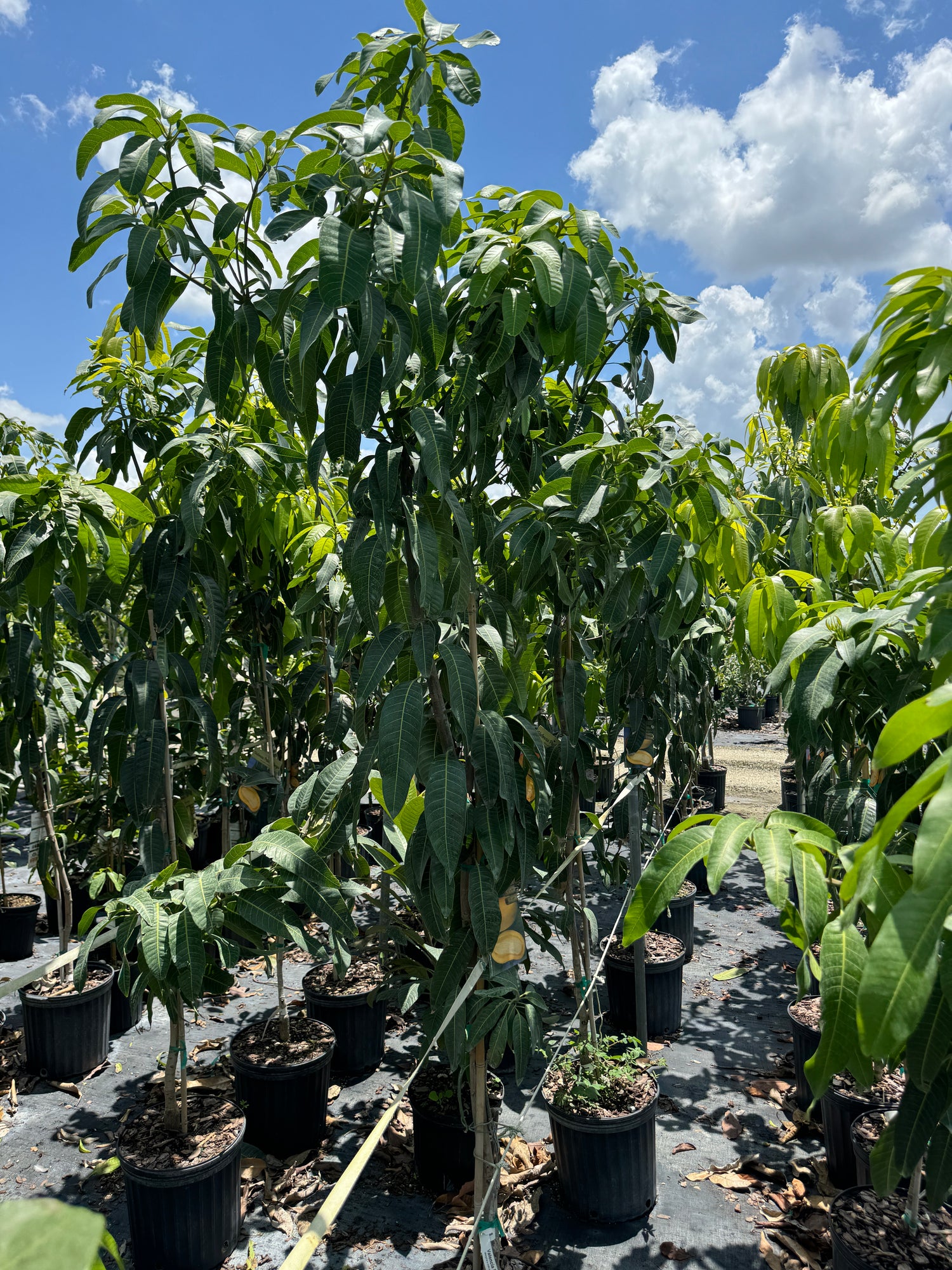 Valencia Pride Mango Fruit Tree, Mangifera indica