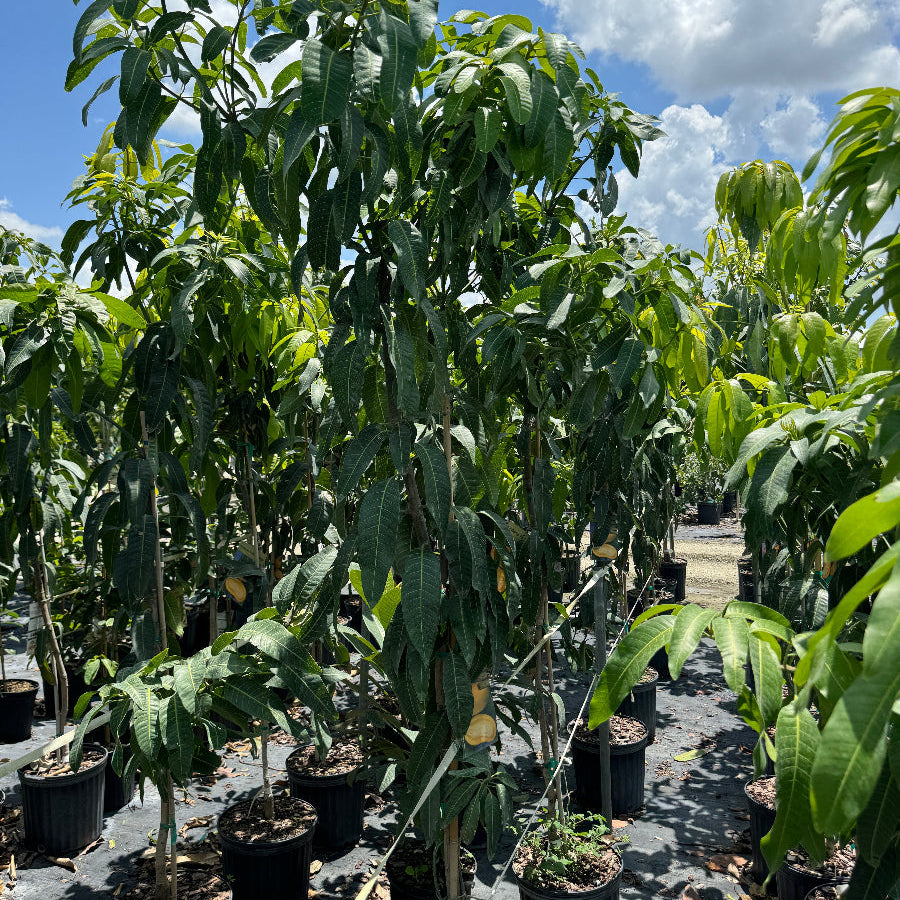 Mango Tree Plants in pots with a blue sky and clouds in the background