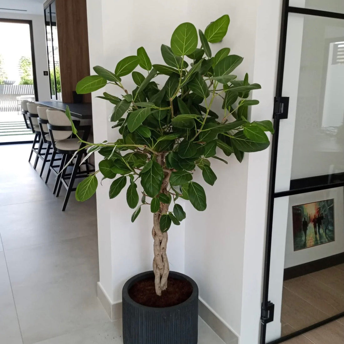 Braided Ficus Audrey Tree Form Multi Stem, Bengal Fig Potted plant in a modern indoor setting with a dining area in the background
