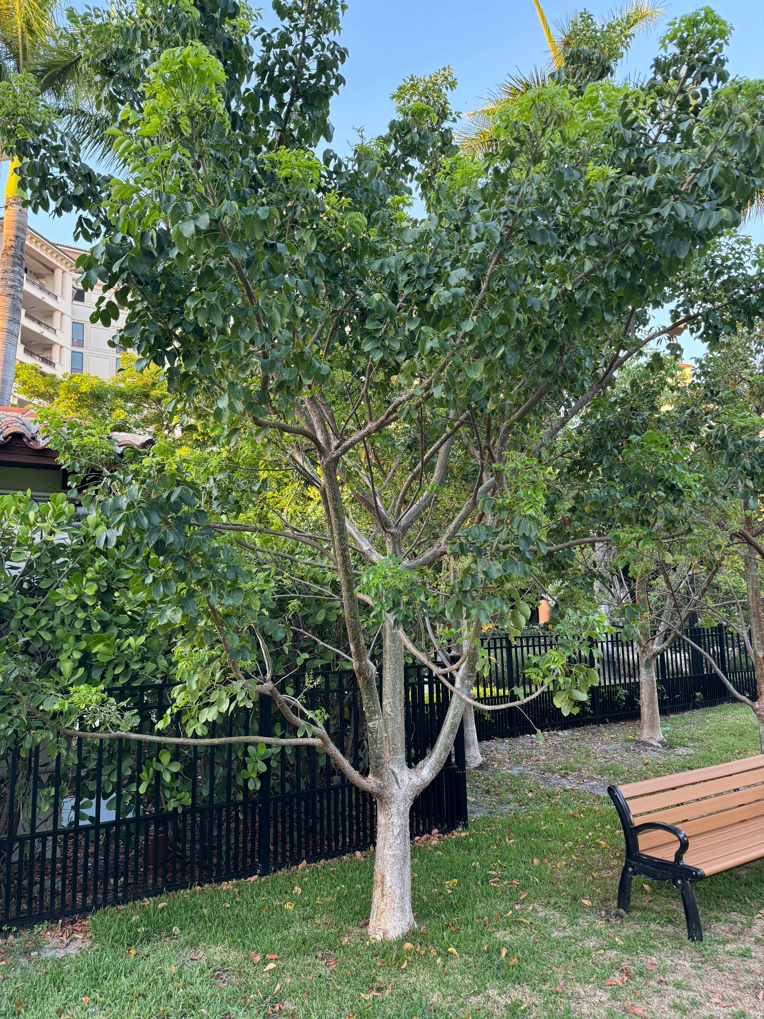 Gumbo Limbo Tree, Bursera Simaruba