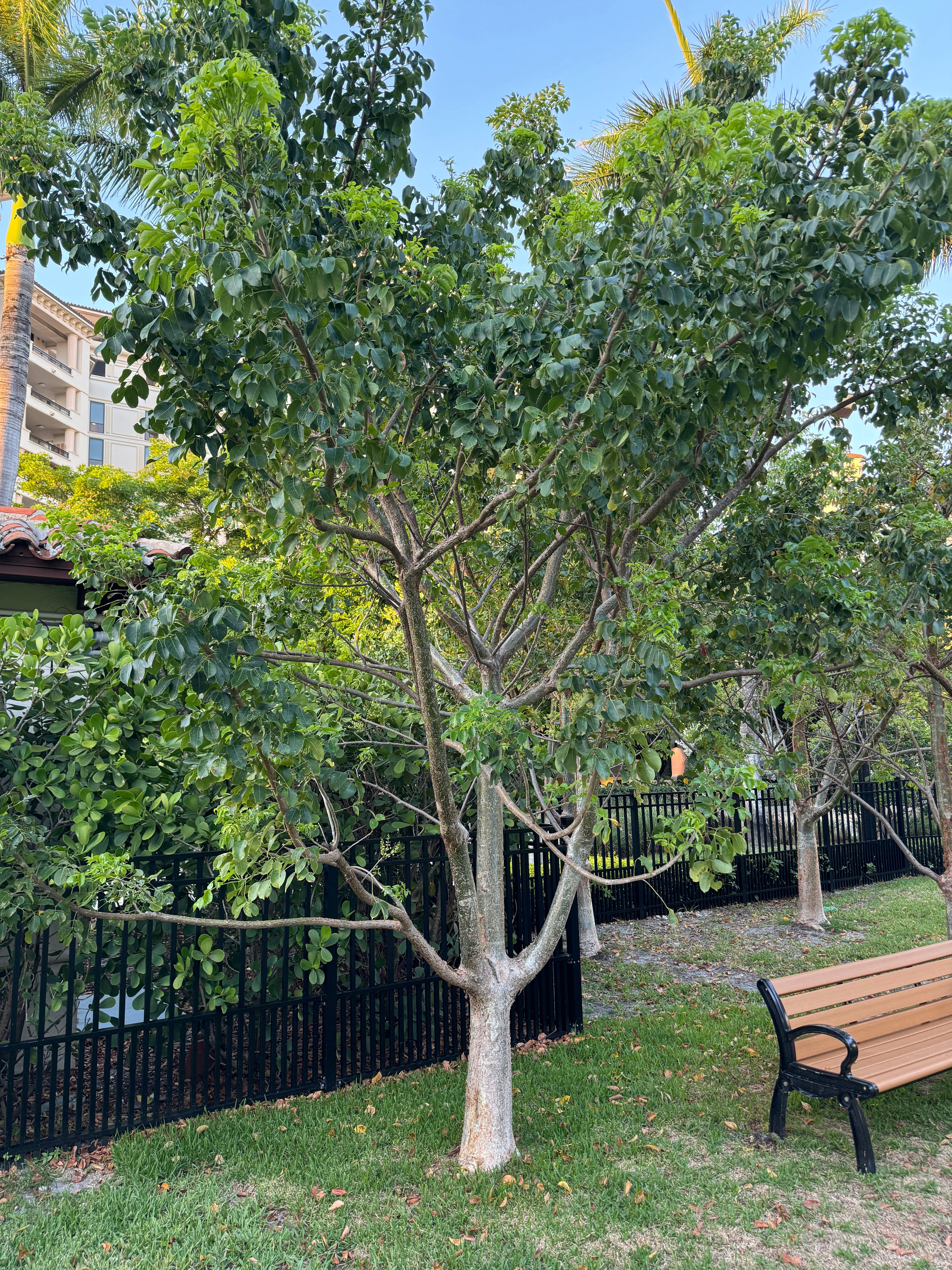 Gumbo Limbo Tree, Bursera Simaruba