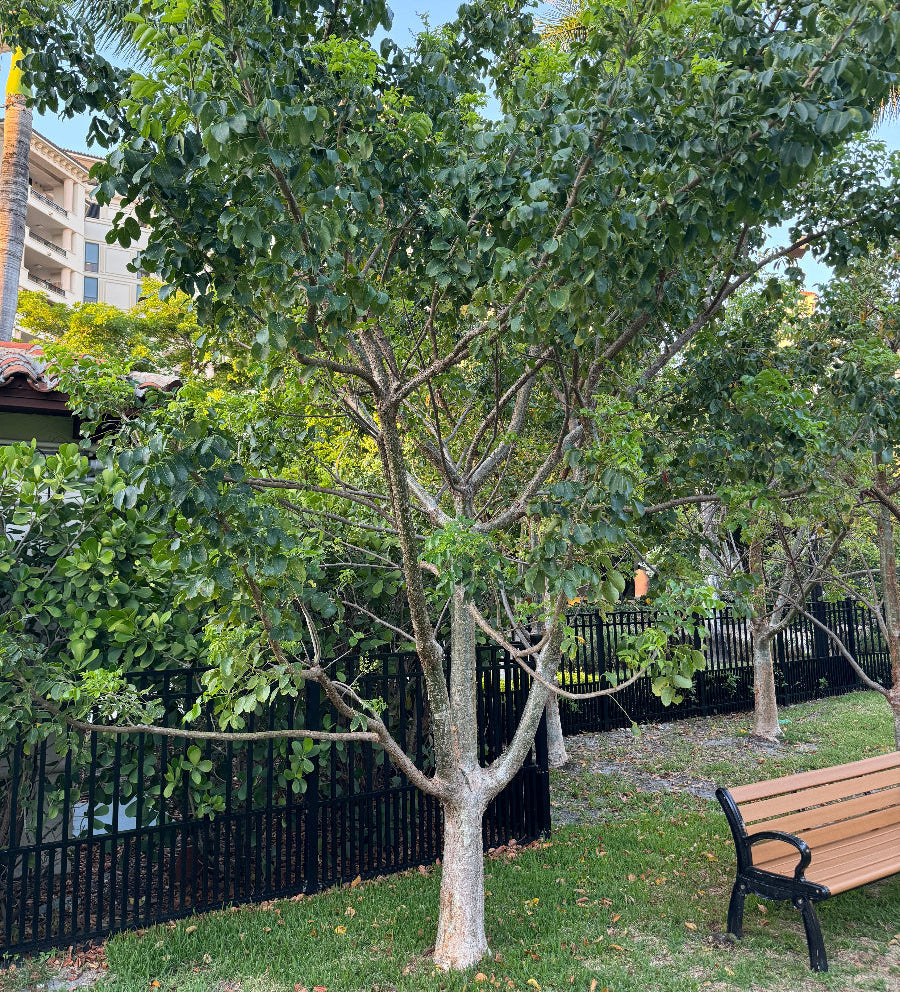 Gumbo limbo tree planted in ground