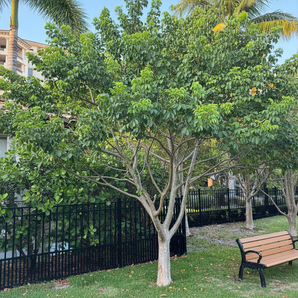 Gumbo limbo tree planted in ground
