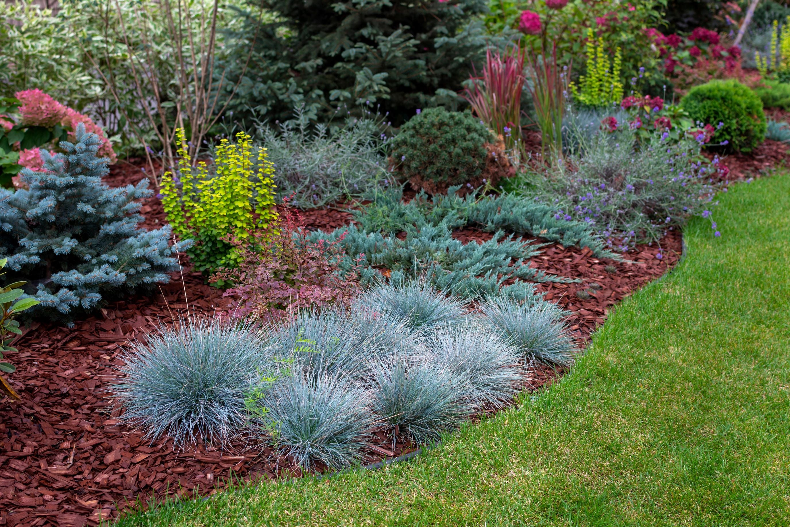 Elijah Icy Blue Fescue Grass