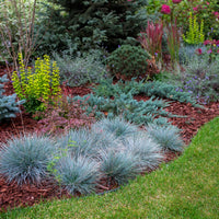 Elijah Icy Blue Fescue Grass