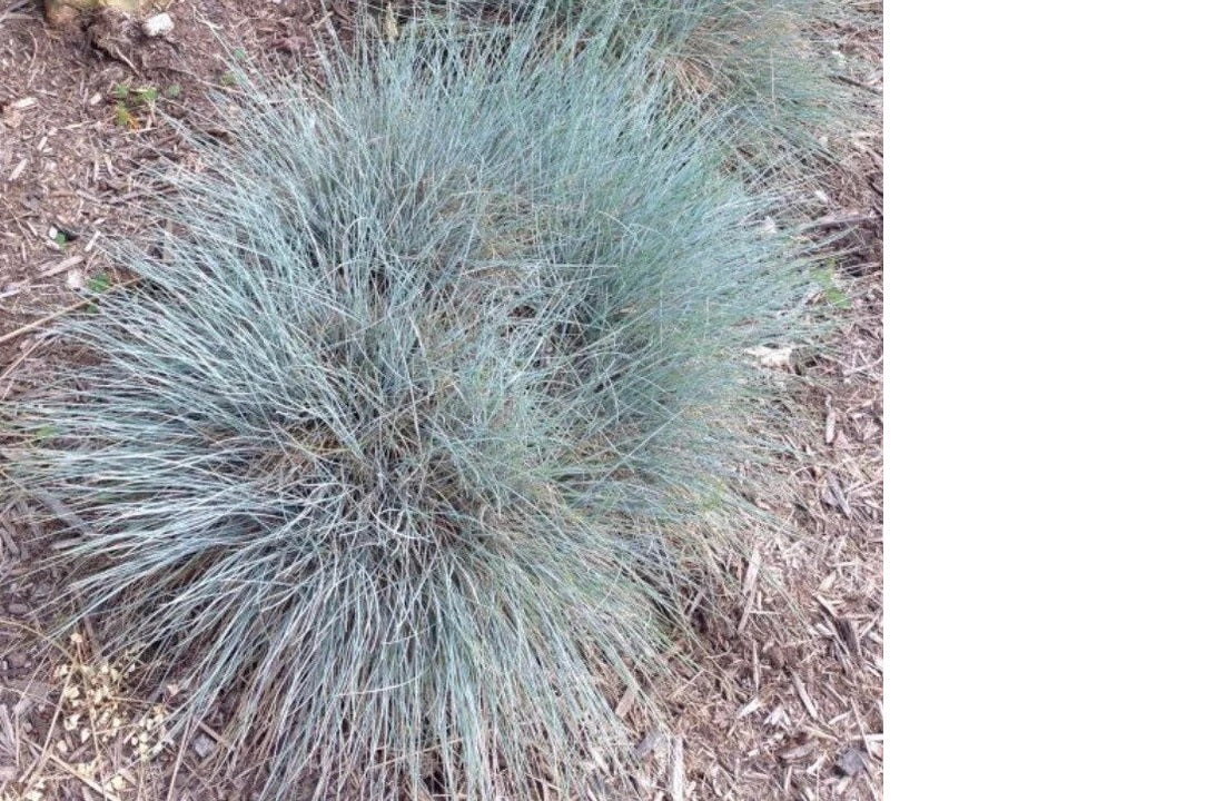 Elijah Icy Blue Fescue Grass