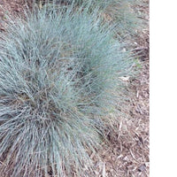 Elijah Icy Blue Fescue Grass